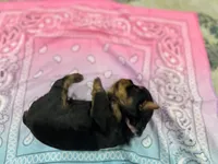 Bella, a female Yorkshire Terrier for sale in Crestview, FL – 4 of 4