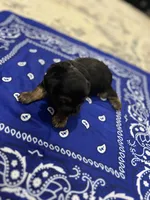Chunk, a female Yorkshire Terrier for sale in Crestview, FL – 5 of 5