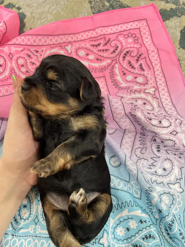 Bella – Yorkshire Terrier puppy for sale in Crestview, FL