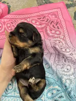 Bella, a female Yorkshire Terrier for sale in Crestview, FL – 1 of 4