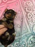 Ellie, a female Yorkshire Terrier for sale in Crestview, FL – 4 of 4