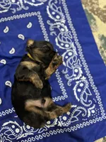 Chunk, a female Yorkshire Terrier for sale in Crestview, FL – 3 of 5