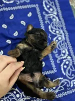 Chunk, a female Yorkshire Terrier for sale in Crestview, FL – 2 of 5