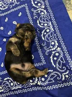 Chunk, a female Yorkshire Terrier for sale in Crestview, FL – 4 of 5