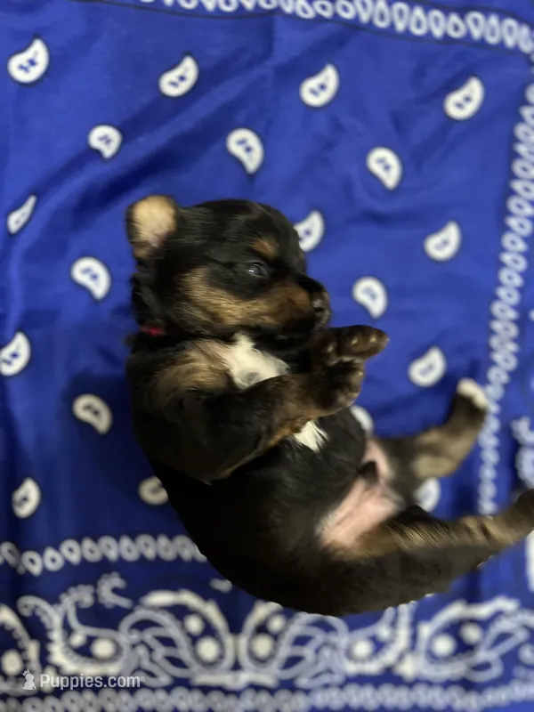 Tux – Yorkshire Terrier puppy for sale in Crestview, FL