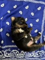 Tux, a female Yorkshire Terrier for sale in Crestview, FL – 1 of 6