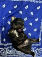 Tux, a female Yorkshire Terrier for sale in Crestview, FL – 4 of 6