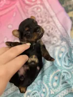 Ellie, a female Yorkshire Terrier for sale in Crestview, FL – 3 of 4