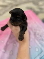 Ellie, a female Yorkshire Terrier for sale in Crestview, FL – 2 of 4