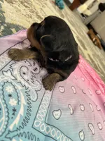 Bella, a female Yorkshire Terrier for sale in Crestview, FL – 3 of 4