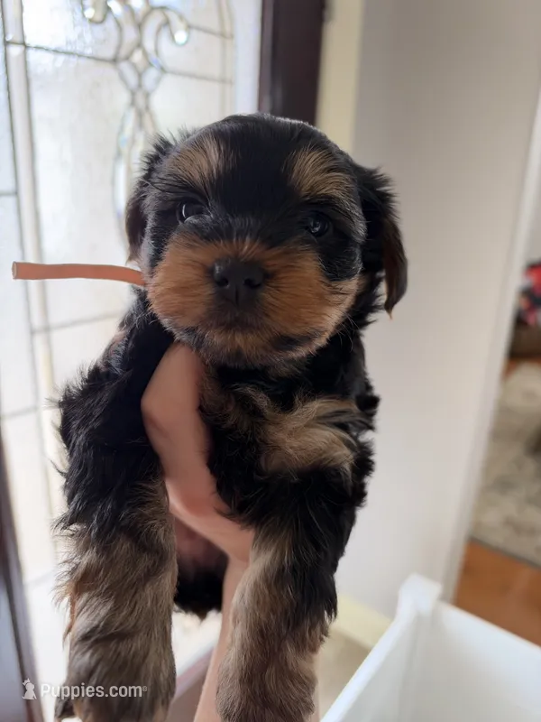Bella – Yorkshire Terrier puppy for sale in Crestview, FL