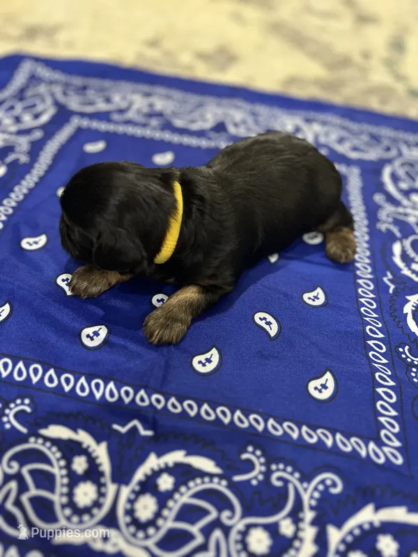 Chunk – Yorkshire Terrier puppy for sale in Crestview, FL