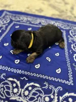 Chunk, a female Yorkshire Terrier for sale in Crestview, FL – 1 of 5