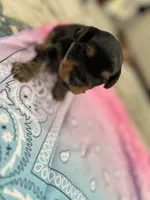 Bella, a female Yorkshire Terrier for sale in Crestview, FL – 2 of 4