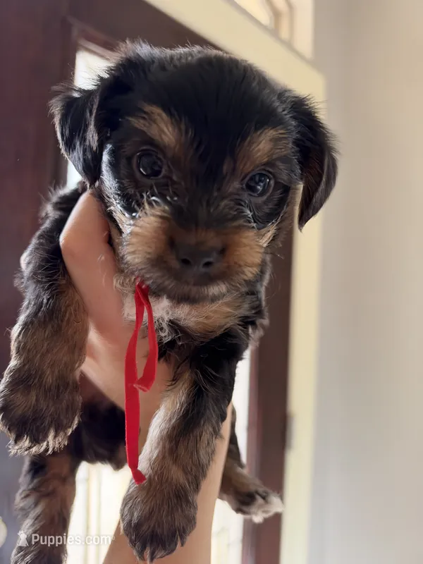 Tux – Yorkshire Terrier puppy for sale in Crestview, FL