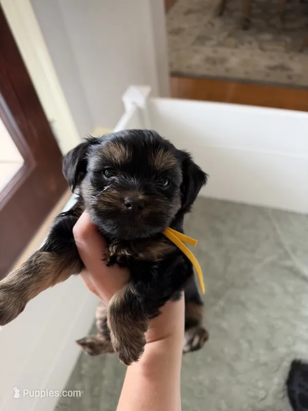 Chunk – Yorkshire Terrier puppy for sale in Crestview, FL