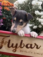 Tina, a female Collie for sale in Cobleskill, NY – 2 of 2
