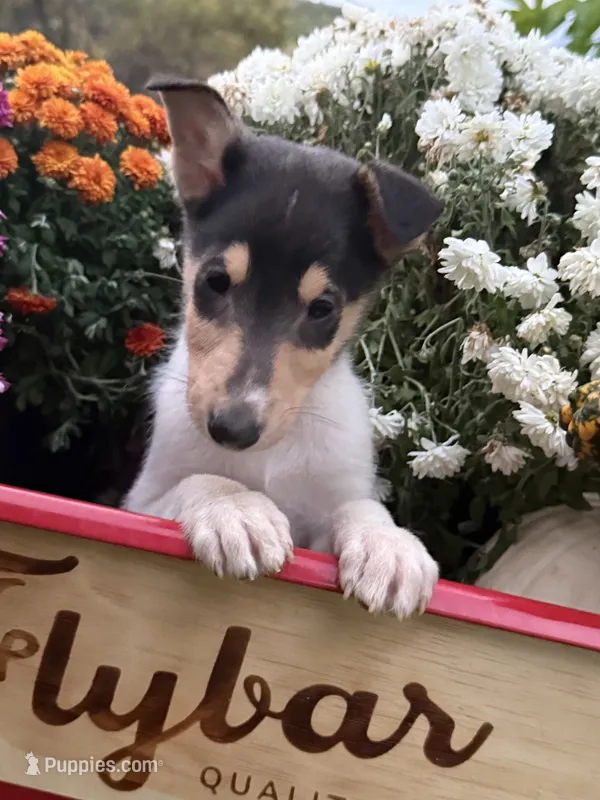 Tina – Collie puppy for sale in Cobleskill, NY