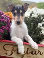 Travis, a male Collie for sale in Cobleskill, NY – 2 of 2
