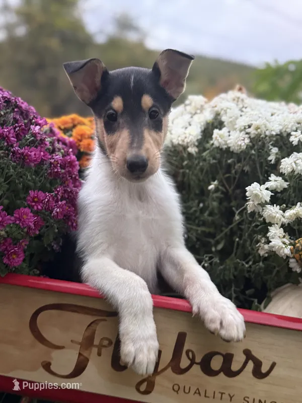 Travis – Collie puppy for sale in Cobleskill, NY