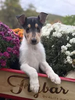Travis, a male Collie for sale in Cobleskill, NY – 1 of 2