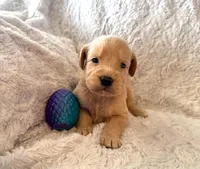 MAVRICK, a male Labradoodle for sale in Shelbina, MO – Photo 2 of 2