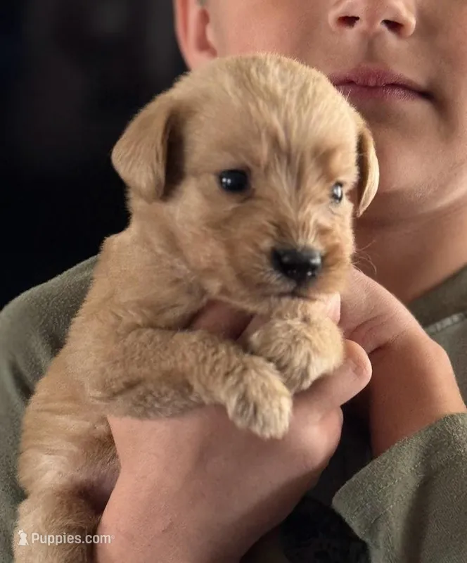 MAVRICK – Labradoodle puppy for sale in Shelbina, MO