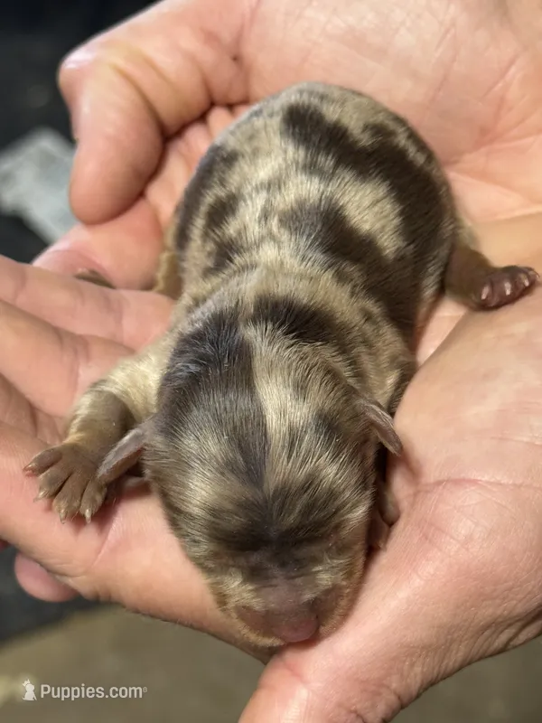 BELLA – Yorkshire Terrier puppy for sale in Shelbina, MO