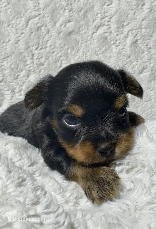 DAISY - GIRL – Yorkshire Terrier puppy for sale in Shelbina, MO
