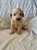 ORANGE BOY - F1B, a male Miniature Goldendoodle for sale in Shelbina, MO – 1 of 1