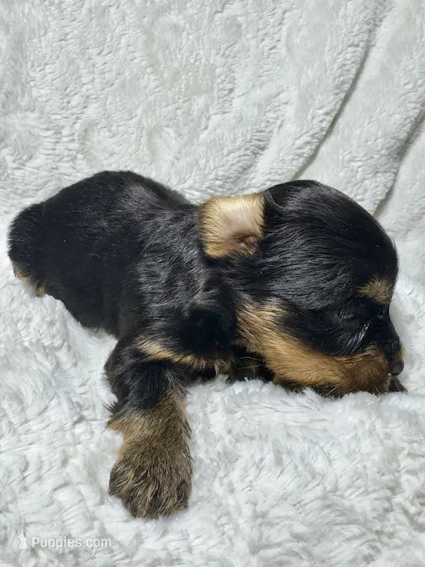 JACK - BOY – Yorkshire Terrier puppy for sale in Shelbina, MO