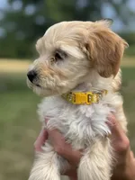 YELLOW BOY - F1B, a male Miniature Goldendoodle for sale in Shelbina, MO – 4 of 4