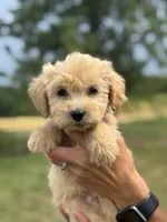 BLUE BOY - F1B, a male Miniature Goldendoodle for sale in Shelbina, MO – 3 of 3