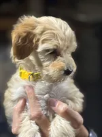 YELLOW GIRL - F1B, a female Miniature Goldendoodle for sale in Shelbina, MO – 3 of 5
