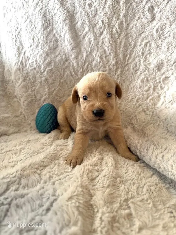WILLOW – Labradoodle puppy for sale in Shelbina, MO