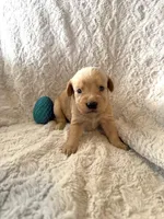 WILLOW, a female Labradoodle for sale in Shelbina, MO – Photo 1 of 2
