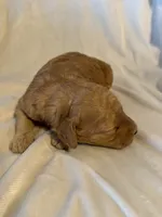 Mack , a male Miniature Goldendoodle for sale in Shelbina, MO – 6 of 7