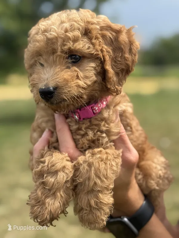 PINK GIRL - F1B – Miniature Goldendoodle puppy for sale in Shelbina, MO