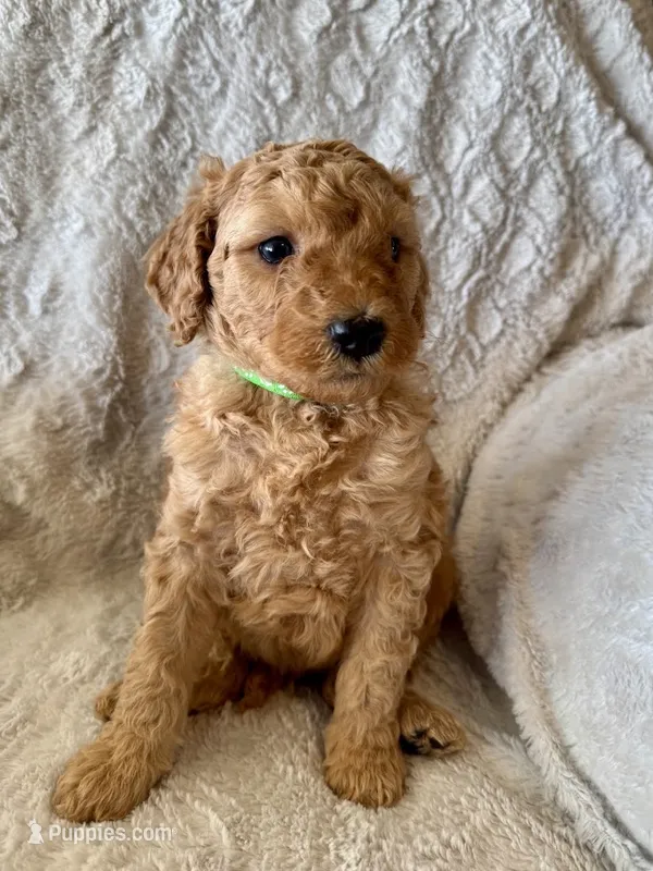 GREENIE BOY - F1B – Miniature Goldendoodle puppy for sale in Shelbina, MO