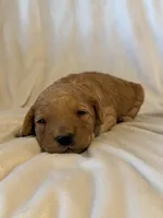 Mack , a male Miniature Goldendoodle for sale in Shelbina, MO – 4 of 7