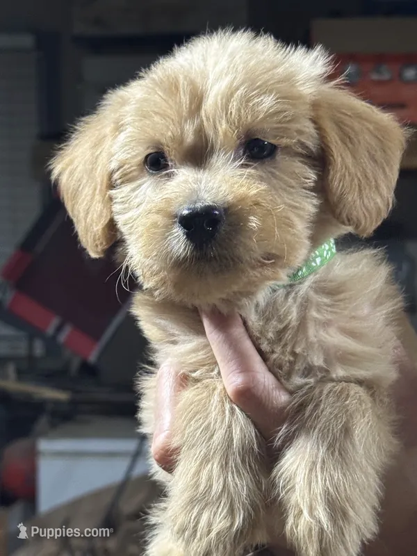 GREEN BOY - F1B – Miniature Goldendoodle puppy for sale in Shelbina, MO