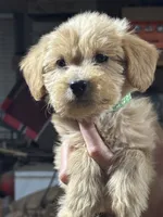 GREEN BOY - F1B, a male Miniature Goldendoodle for sale in Shelbina, MO – 1 of 1