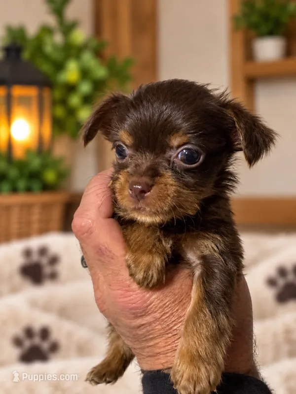 TAYLOR - GIRL – Yorkshire Terrier puppy for sale in Shelbina, MO