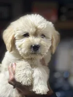 GREY BOY - F1B, a male Miniature Goldendoodle for sale in Shelbina, MO – 3 of 4