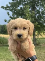 ORANGE BOY - F1B, a male Miniature Goldendoodle for sale in Shelbina, MO – 4 of 5