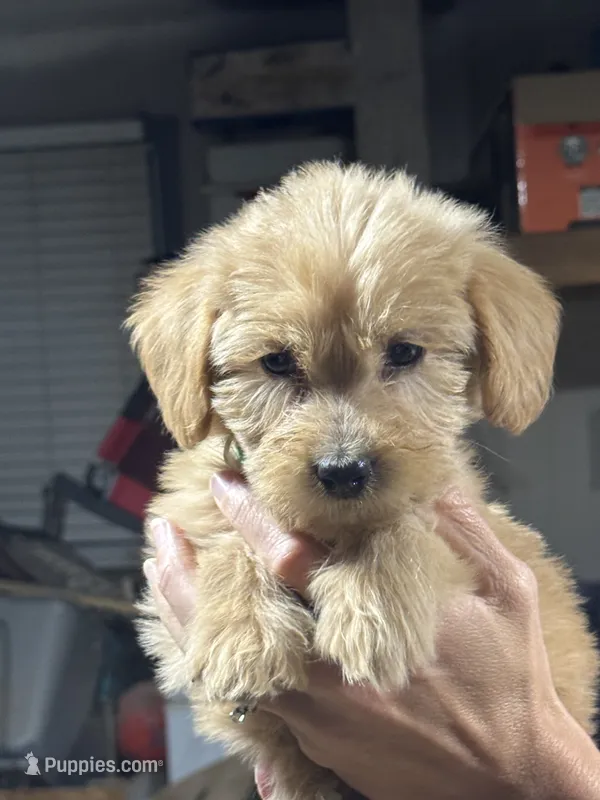 BRIGHT GREEN - F1B – Miniature Goldendoodle puppy for sale in Shelbina, MO
