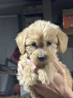 BRIGHT GREEN - F1B, a female Miniature Goldendoodle for sale in Shelbina, MO – 1 of 5