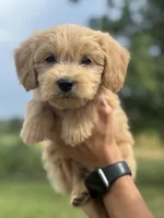 ORANGE BOY - F1B, a male Miniature Goldendoodle for sale in Shelbina, MO – 2 of 5