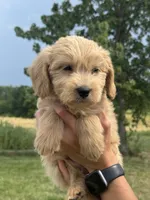 ORANGE BOY - F1B, a male Miniature Goldendoodle for sale in Shelbina, MO – 3 of 5