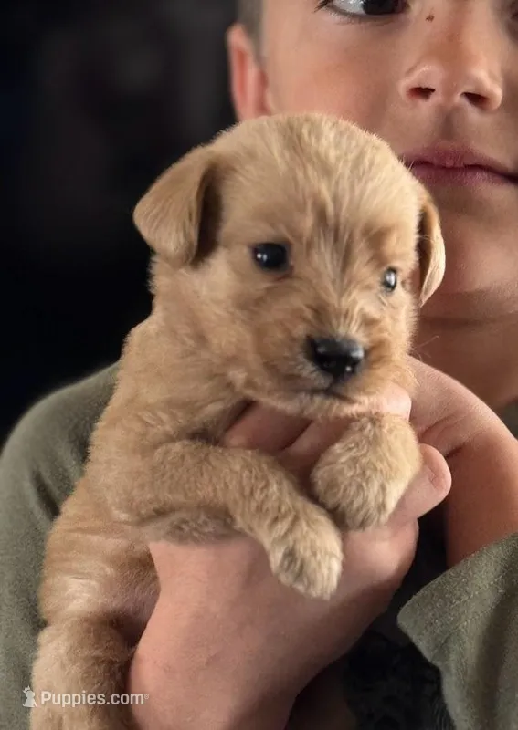 HARPER – Labradoodle puppy for sale in Shelbina, MO